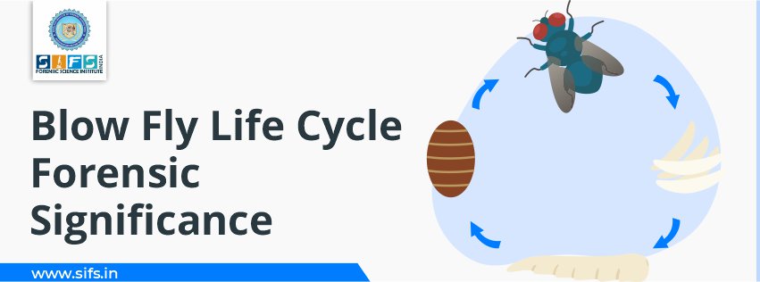 Blow Fly Life Cycle | Forensic Significance